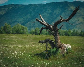 Driftwood on tree trunk by land