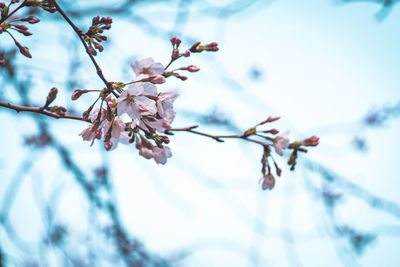 Close-up of flowers against blurred background