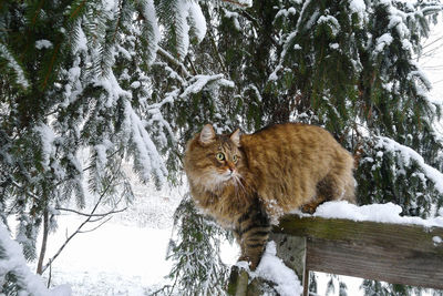 Cat on snow covered tree