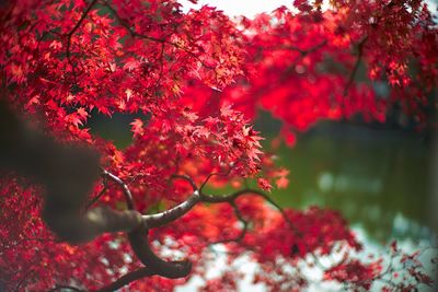 Close-up of red maple leaves on tree