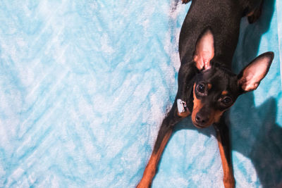 High angle portrait of black chihuahua dog lying on blue carpet