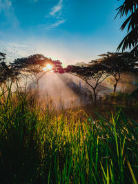 Plants growing on land against sky during sunset