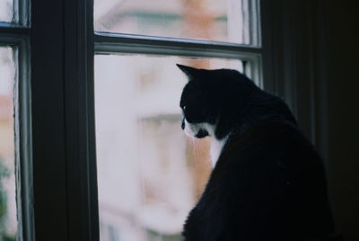 Cat looking through window at home