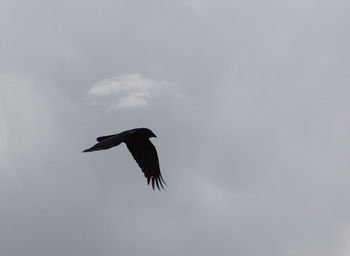 Low angle view of bird flying against sky