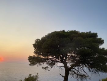 Tree by sea against clear sky during sunset