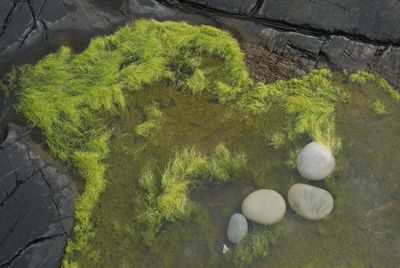 High angle view of moss on grass