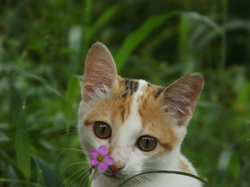 Close-up portrait of a cat