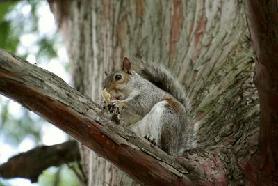 Bird on tree trunk