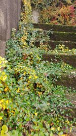 Close-up of yellow flowers growing on plant