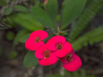 Close-up of pink flowers