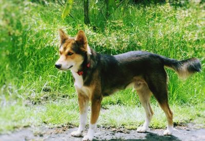 Dog on grassy field