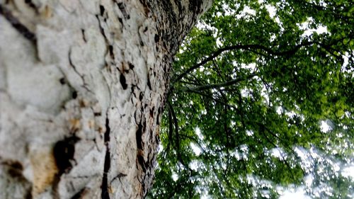 Low angle view of tree