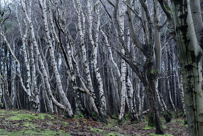 View of trees in forest