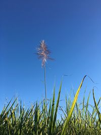 Low angle view of dandelion on field against clear blue sky