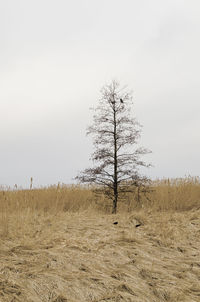 Bare trees on field against clear sky