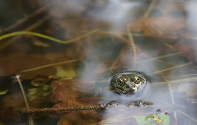 Close-up of frog in water 