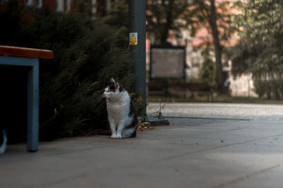 View of a cat sitting on footpath