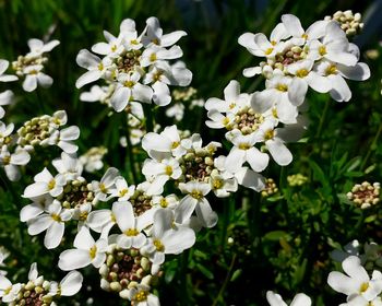 Close-up of white flowers