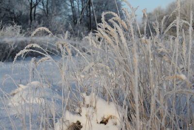 Close-up of frozen plants on field