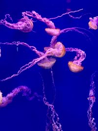 Close-up of jellyfish swimming in sea