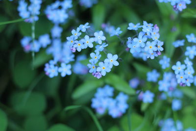 Close-up of purple flowering plants