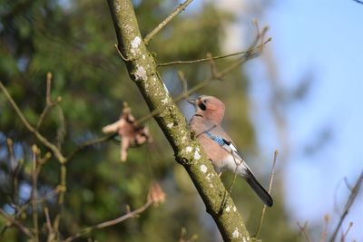 Close-up of a jay perching on branch