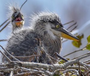 Close-up of birds in nest