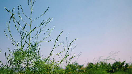 Low angle view of plants against clear blue sky