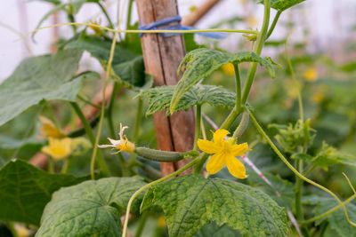 Close-up of flowering plant