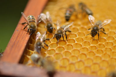 Close-up of bee on leaf