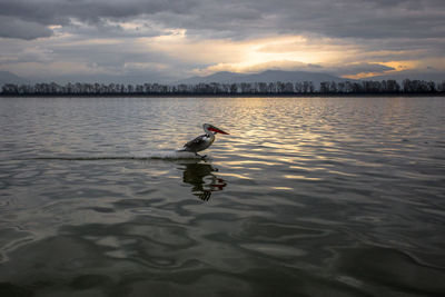 Man swimming in lake against sky during sunset