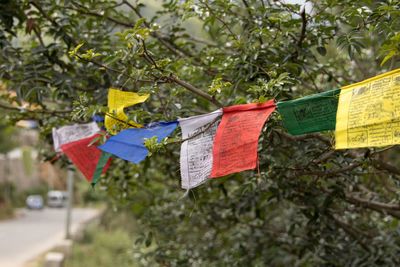 Close-up of clothes drying against plants