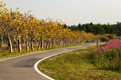 Scenic view of flowering plants by road against sky