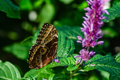 Close-up of butterfly pollinating on purple flower