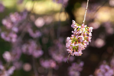 Close-up of pink cherry blossoms