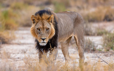 Black maned kalahari lion