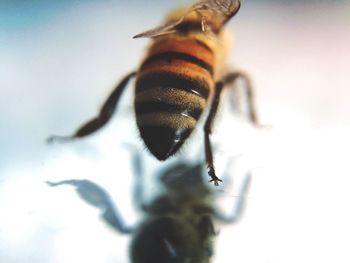 Detail shot of bee with reflection