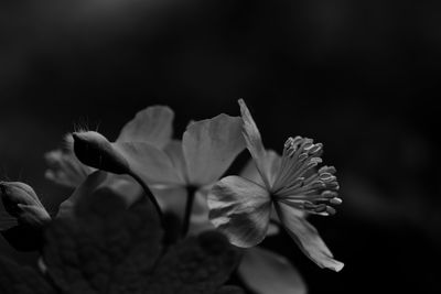 Close-up of flowering plant