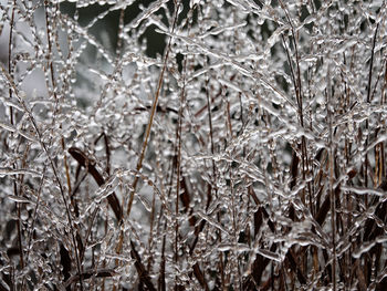 Full frame shot of frozen plants