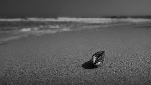 Close-up of seashell on beach