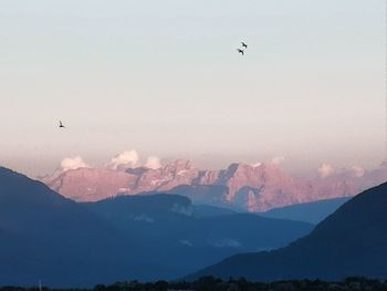 Birds flying in the sky