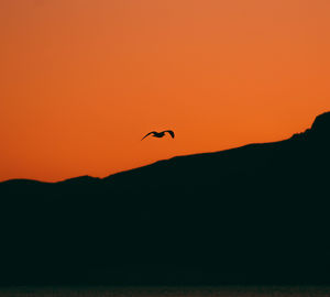 Silhouette bird flying in orange sky