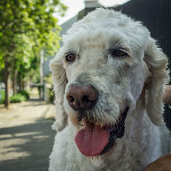 Close-up portrait of dog