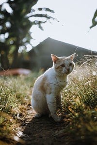 Cat sitting on field