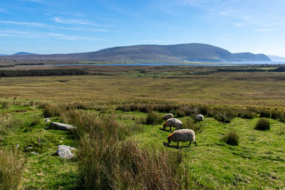 Sheep in a field