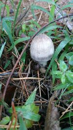 Close-up of mushroom growing on plant