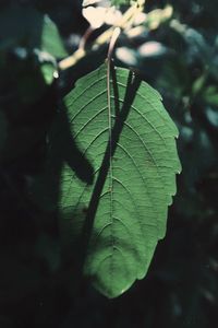 Close-up of green leaves