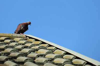 Low angle view of bird on roof against clear sky