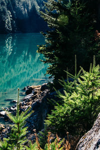 Scenic view of sea by trees in forest