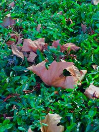 Close-up of dry leaves on field